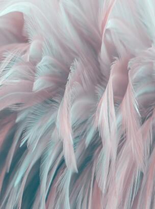 Фотообои F-451 Нежные перья 3 200х270