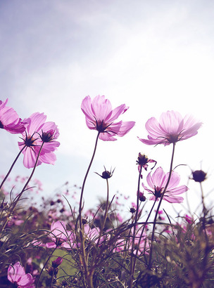 Фотообои E-004 Полевые цветы 200х270