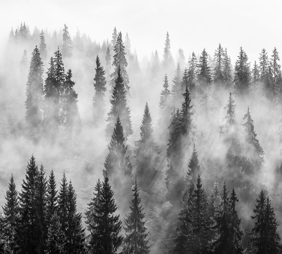 Фотообои Z-419 Лес в тумане чб 2 300х270