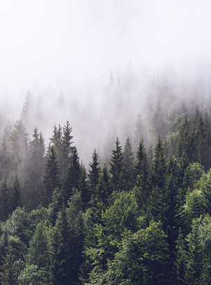Фотообои T-329 Туманный лес 3 200х270