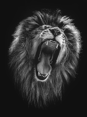 Фотообои Т-266 Царь зверей 200х270