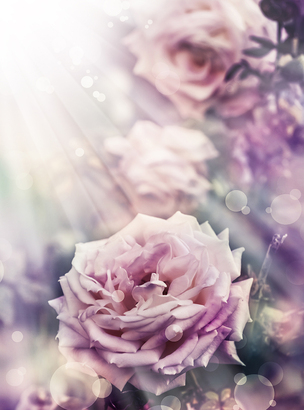 Фотообои Фиолетовая роза 200х270 из коллекции Divino Decor