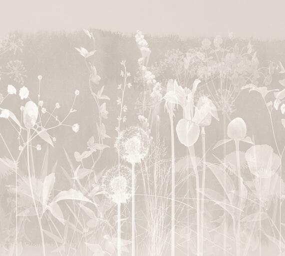 Фотообои F-458 Одуванчики в цветах 300х270