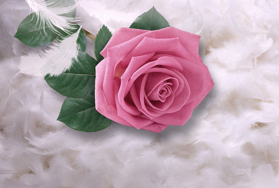 Фотообои Нежная роза на перьях 400х270 из коллекции Divino Decor