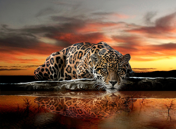 Фотообои Леопард 200х147 см из коллекции Divino Decor