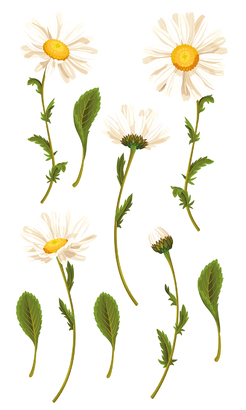 НАКЛЕЙКИ ДЕКОРАТИВНЫЕ ВИНИЛОВЫЕ Divino Sticky/30*50Ромашки 30х50 см