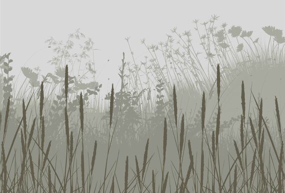 Авторские фотообои SV-015 «Колоски на пепельном» (на заказ)