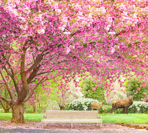 Фотообои Divino Decor  Вишня в саду 300х270