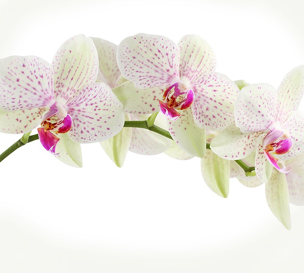 Фотообои Орхидея веточка 300х270 см из коллекции Divino Decor
