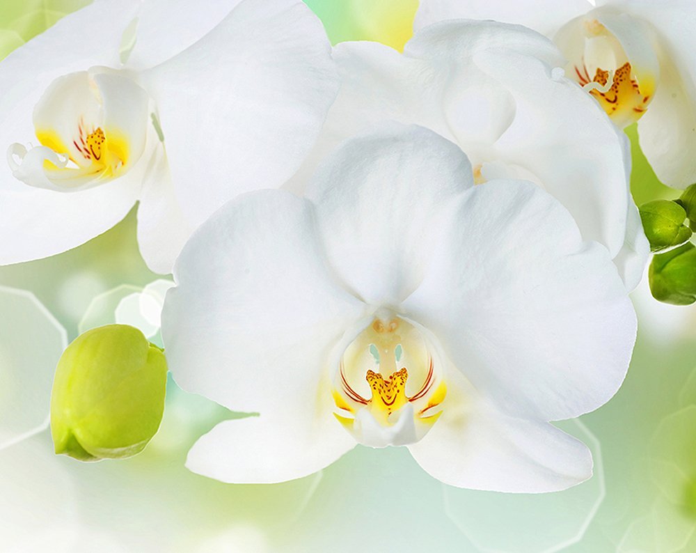 Фотообои Белая орхидея 300х238 см из коллекции Divino Decor