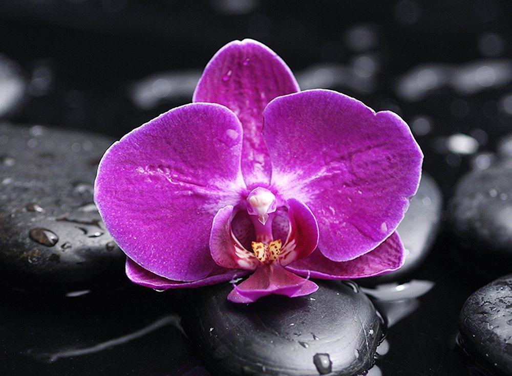 Фотообои Орхидея на камнях 2 200х147 см из коллекции Divino Decor