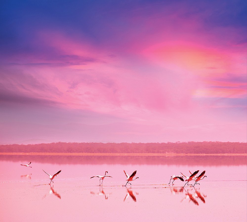 Фотообои Фламинго на закате 300х270 см из коллекции Divino Decor