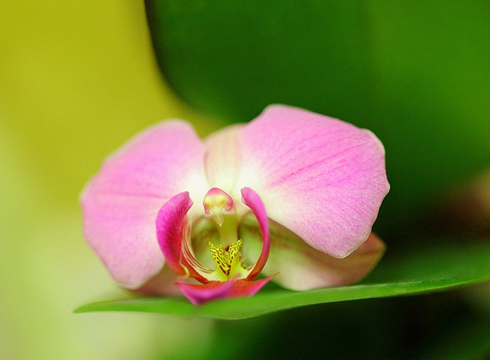Фотообои Розовая орхидея 200х147 см из коллекции Divino Decor