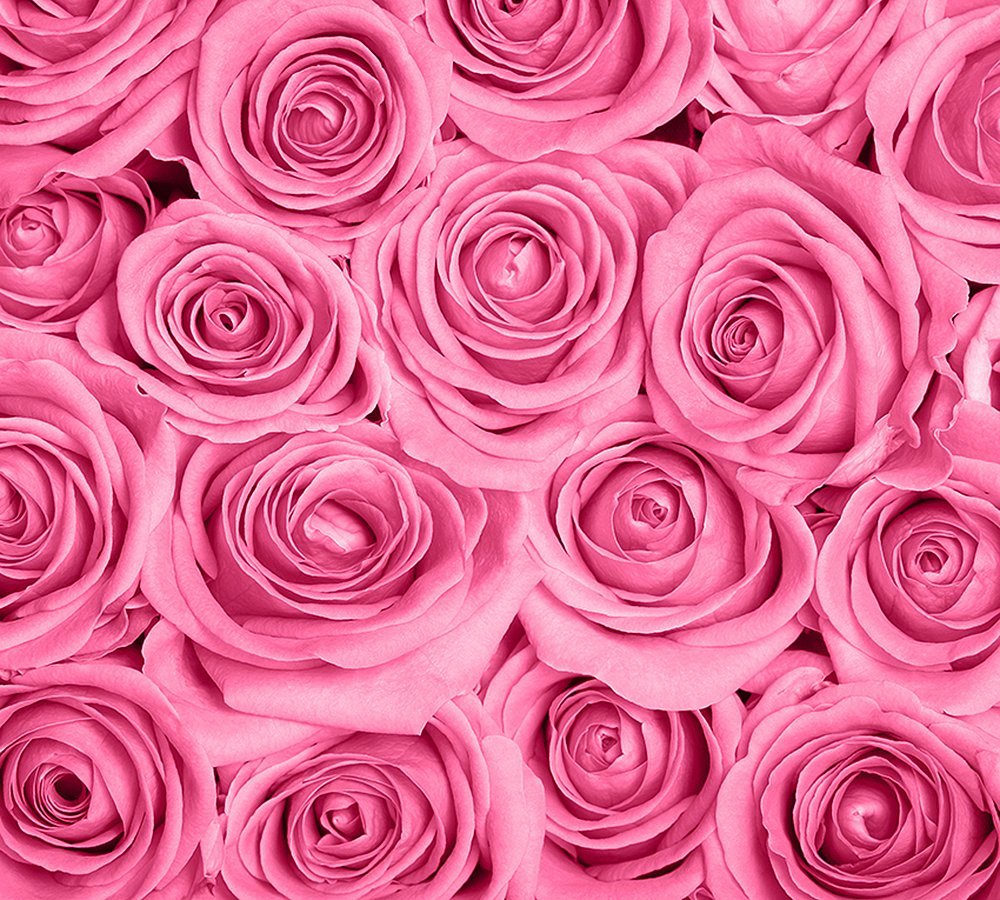 Фотообои Розы розовые фон 300х270 см из коллекции Divino Decor