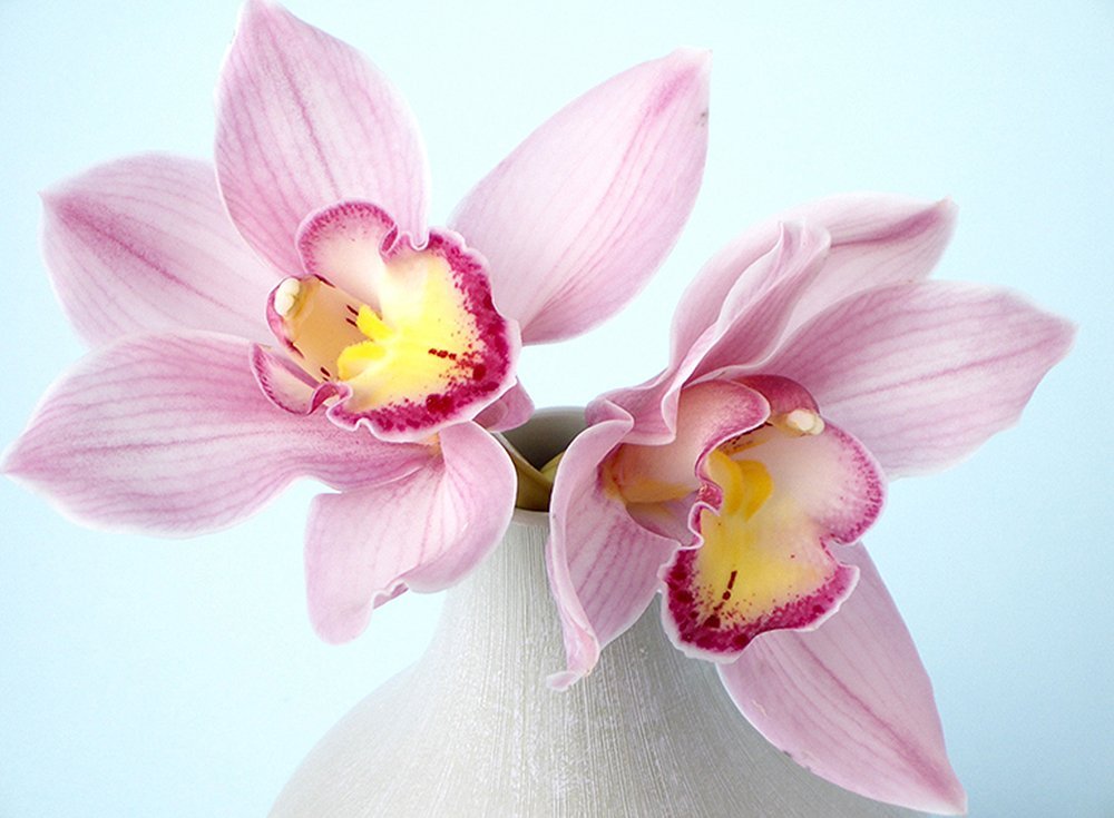 Фотообои Орхидея 3 200х147 см из коллекции Divino Decor