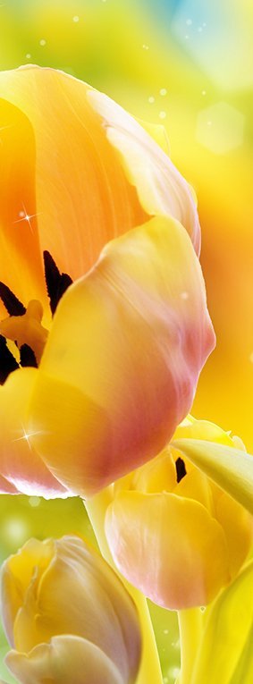 Фотообои Желтые тюльпаны 100х270 см из коллекции Divino Decor