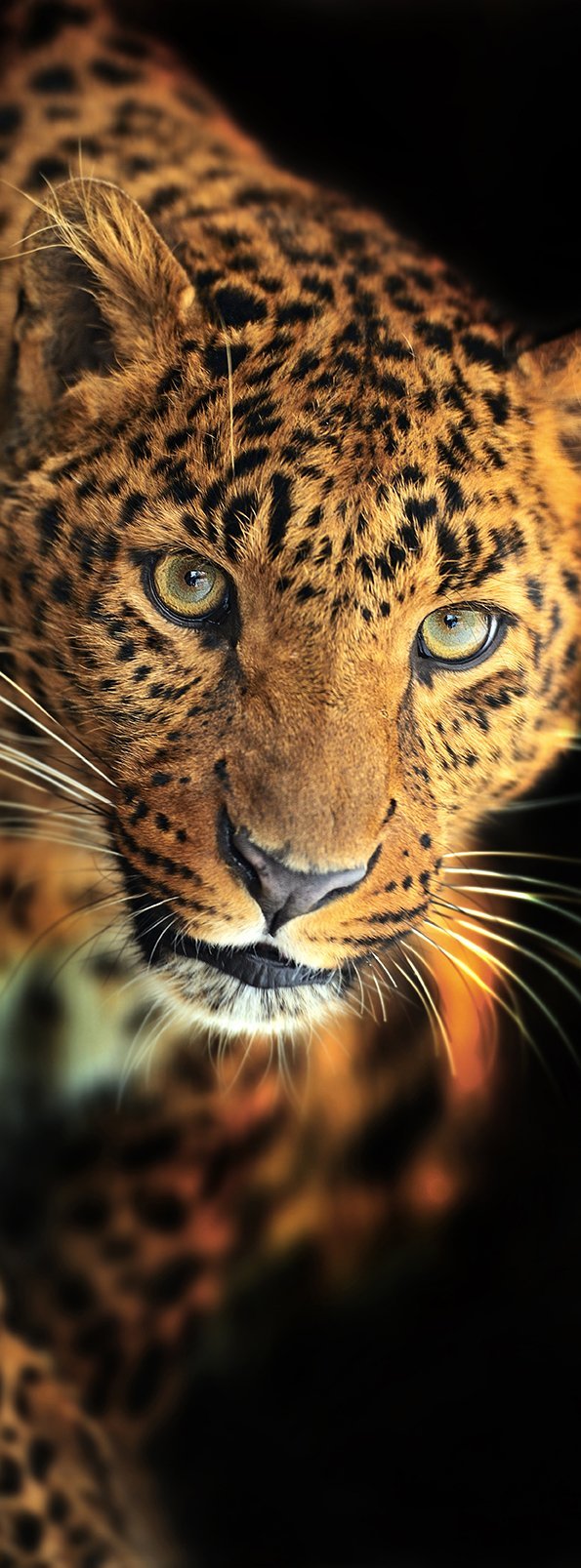 Фотообои Леопард 100х270 см из коллекции Divino Decor