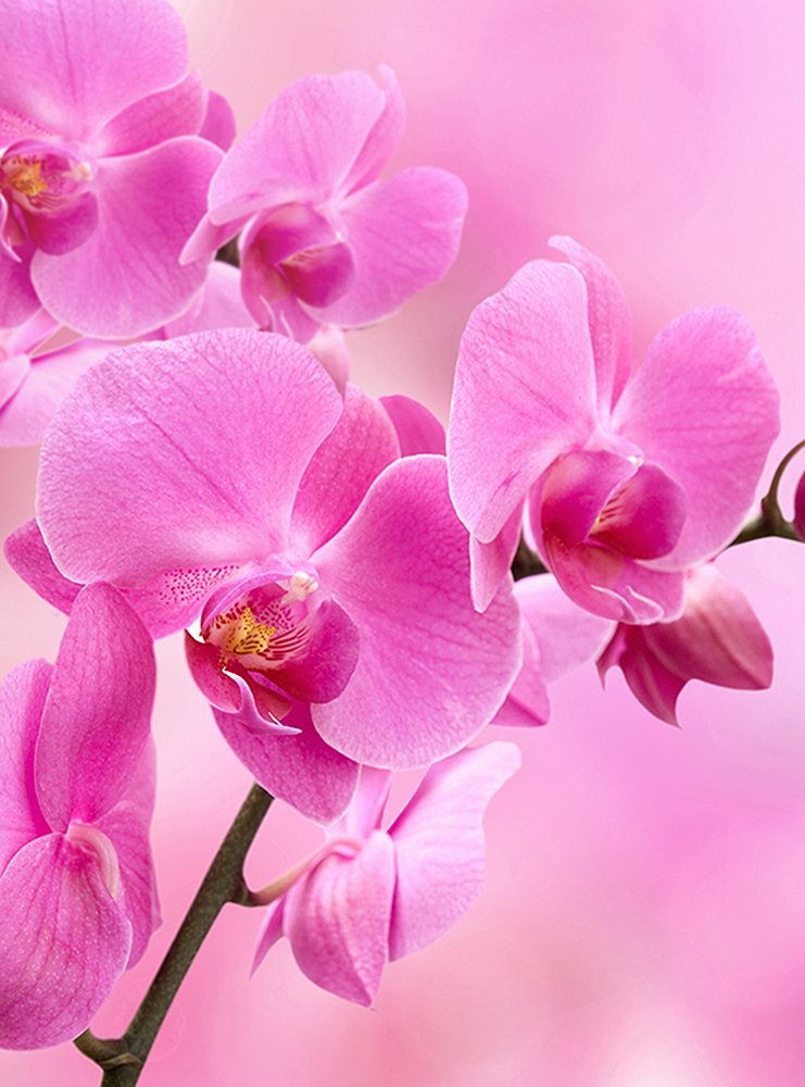Фотообои Орхидея розовая 200х270 см из коллекции Divino Decor