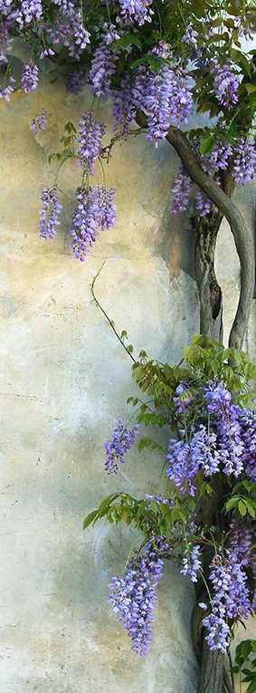 Фотообои Цветы на стене 100х270 см из коллекции Divino Decor