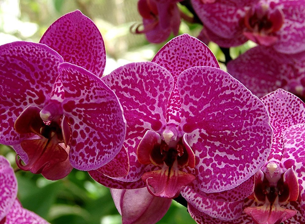 Фотообои Орхидея 200х147 см из коллекции Divino Decor