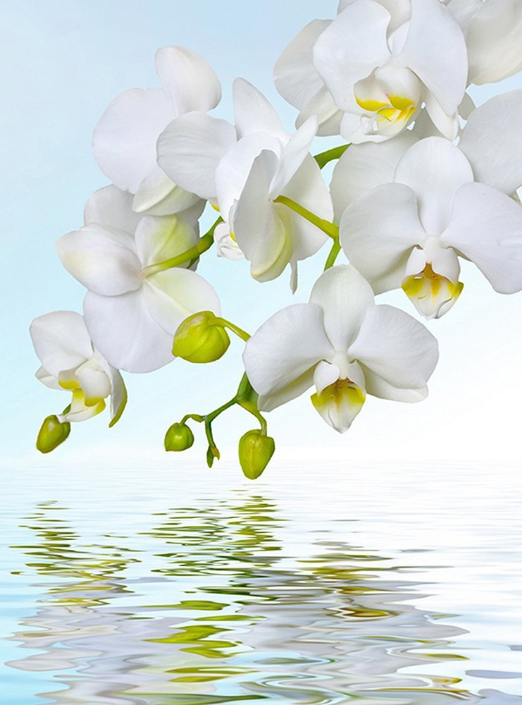 Фотообои Орхидея над водой 200х270 см из коллекции Divino Decor