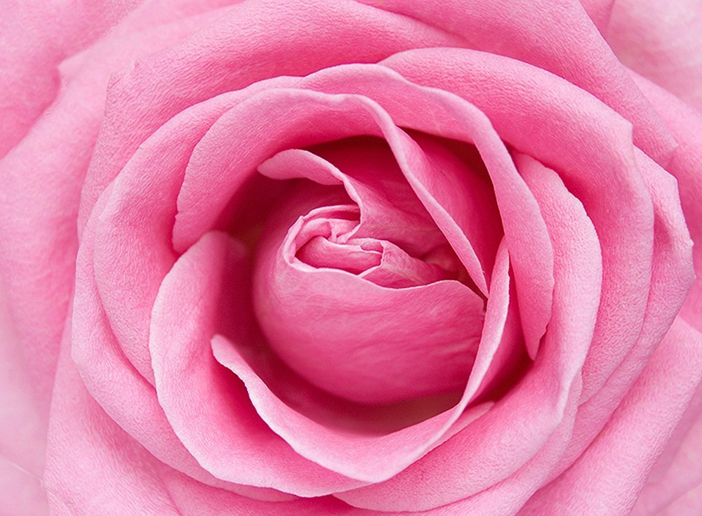 Фотообои Розовая роза 200х147 см из коллекции Divino Decor
