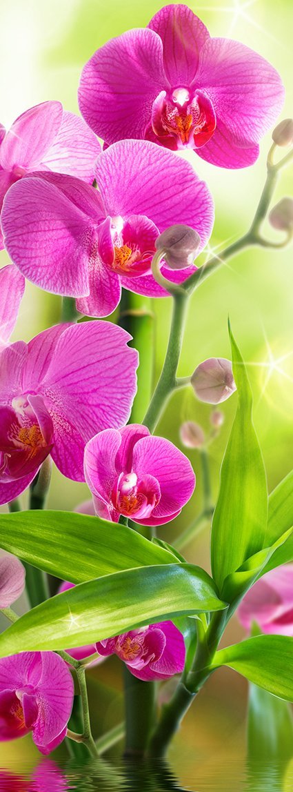 Фотообои Сияющая орхидея 100х270 см из коллекции Divino Decor