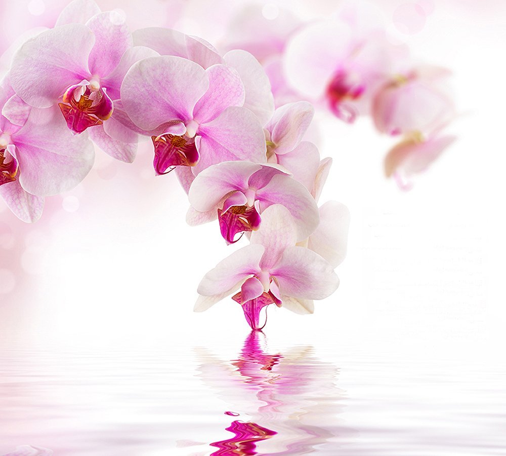 Фотообои Розовая орхидея 300х270 см из коллекции Divino Decor