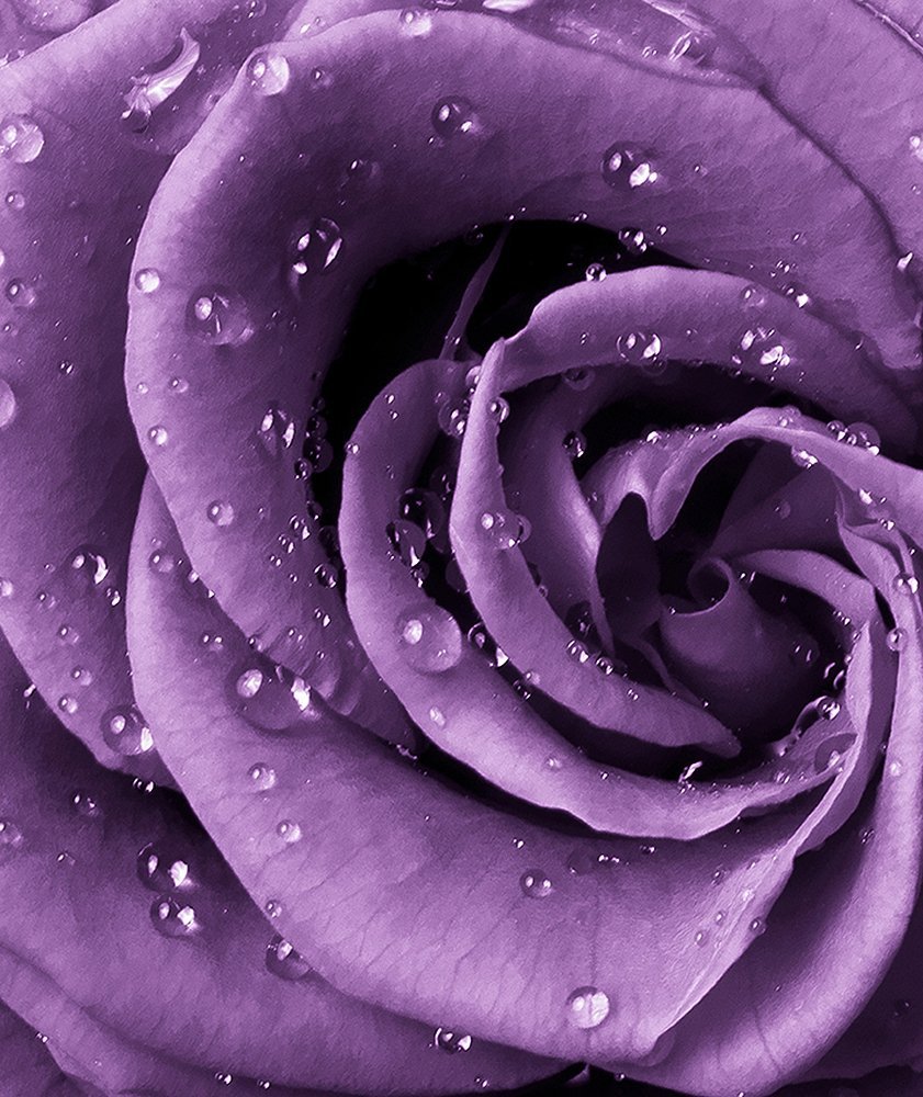 Фотообои Роза фиолет 200х270 см из коллекции Divino Decor