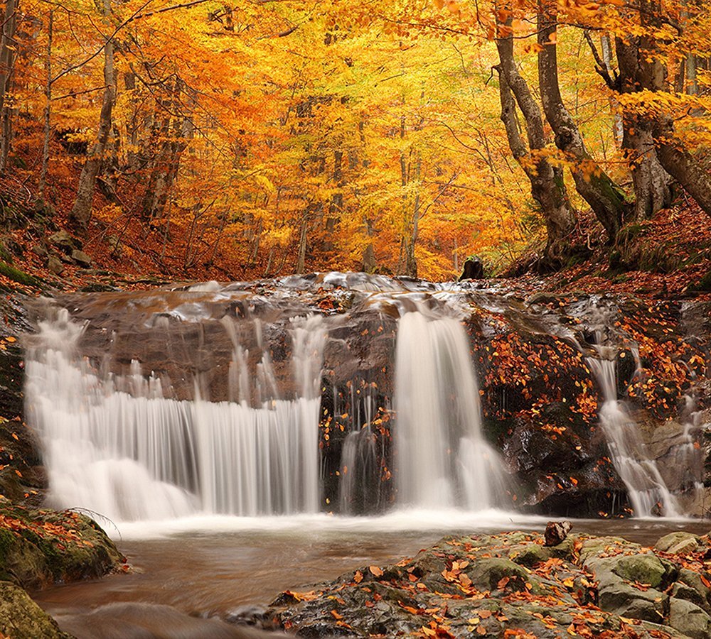 Фотообои Осенний лес 300х270 см из коллекции Divino Decor