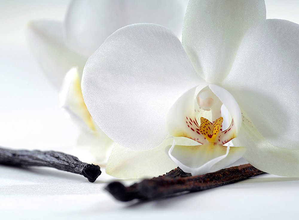Фотообои Орхидея и ваниль 200х147 см из коллекции Divino Decor