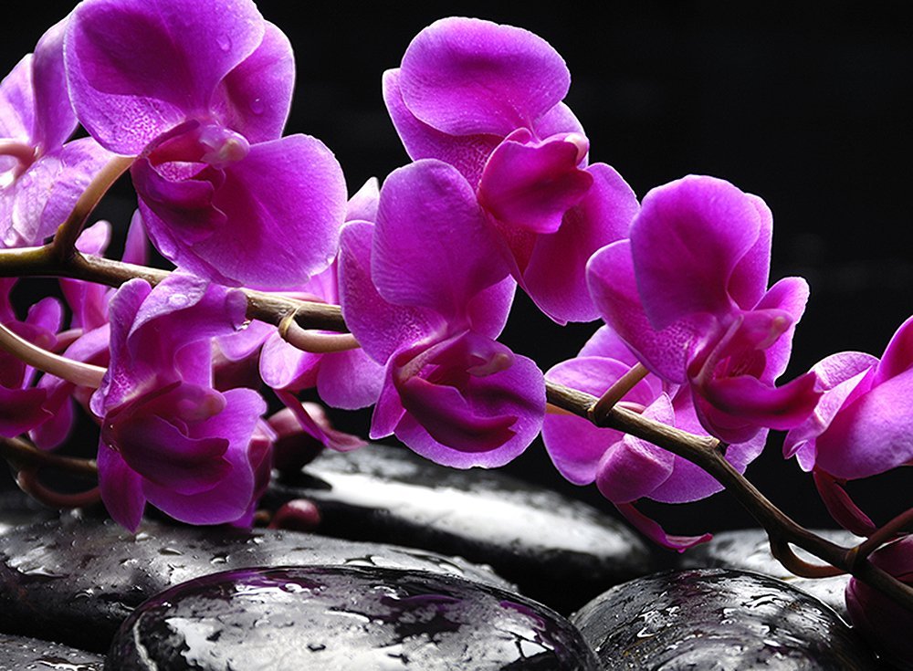 Фотообои Орхидея на камнях 200х147 см из коллекции Divino Decor