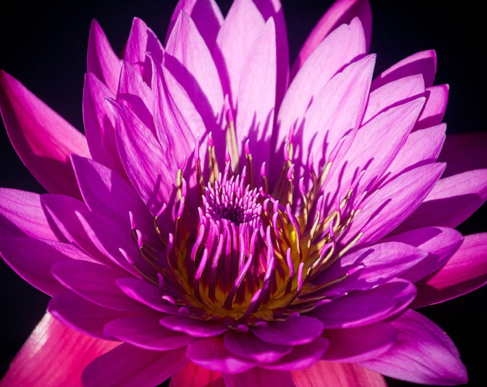 Фотообои Яркий цветок 300х238 см из коллекции Divino Decor