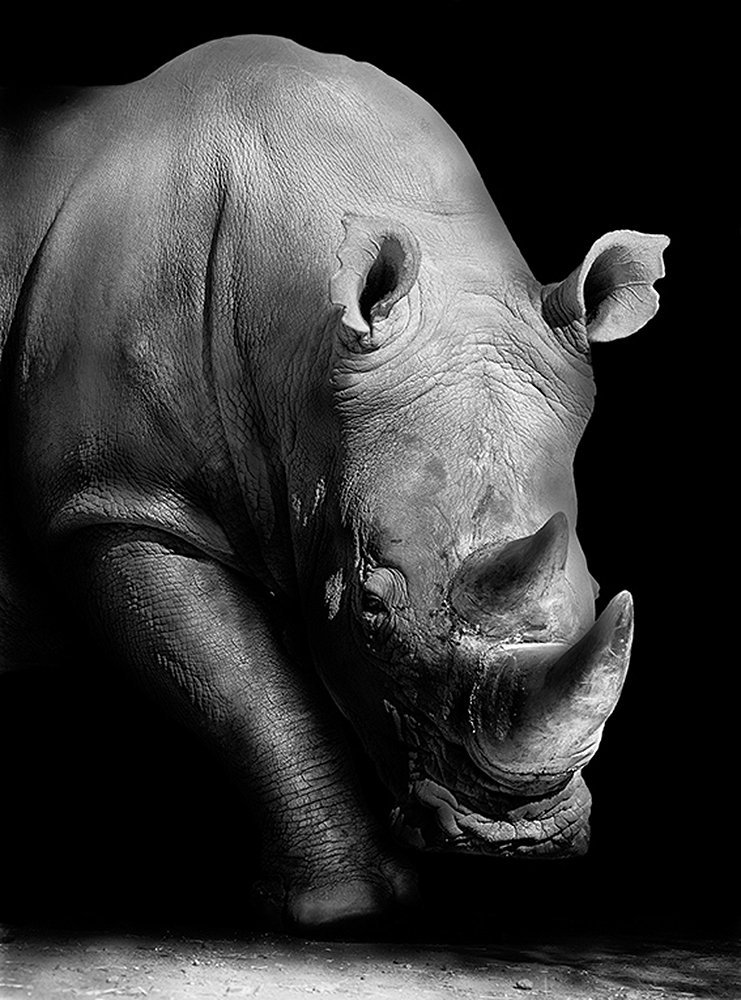 Фотообои Носорог 200х270 см из коллекции Divino Decor
