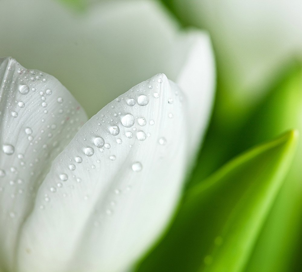 Фотообои Белый тюльпан 300х270 см из коллекции Divino Decor