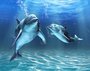 Фотообои Два дельфина 300х238 см из коллекции Divino Decor