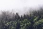 Фотообои DIVINO Decor  T-247 Туманный лес 400х270