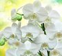 Фотообои Белые орхидеи 300х270 см из коллекции Divino Decor