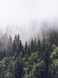 Фотообои T-329 Туманный лес 3 200х270