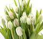 Фотообои Белые тюльпаны 300х270 из коллекции Divino Decor