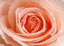 Фотообои/T коллекцияПерсиковая роза 200х147