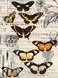 Фотообои Бабочки 200х270 см из коллекции Divino Decor