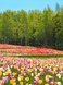 Фотообои Поле тюльпанов 200х270 см из коллекции Divino Decor