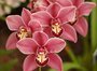 Фотообои Орхидея 2 200х147 см из коллекции Divino Decor