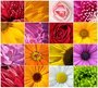 Фотообои Цветы микс 300х270 см из коллекции Divino Decor