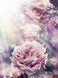 Фотообои Фиолетовая роза  200х270 из коллекции Divino Decor