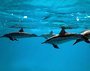 Фотообои Дельфины 2 300х238 см из коллекции Divino Decor