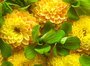 Фотообои Желтые цветы 200х147 см из коллекции Divino Decor