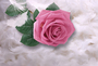 Фотообои Нежная роза на перьях 400х270 из коллекции Divino Decor