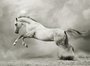 Фотообои Белый конь 200х147 см из коллекции Divino Decor